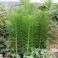 Horsetail Herb
