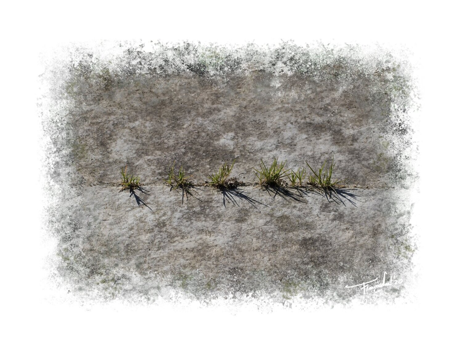 DETERMINATION – Fine Art Nature Photography – 60x45cm