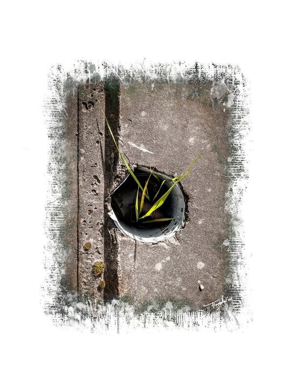 ASPIRATION - natuur art foto - 40x60cm