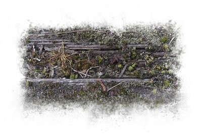 REBELLION - fine art natuur versus mens fotografie - 60x40cm