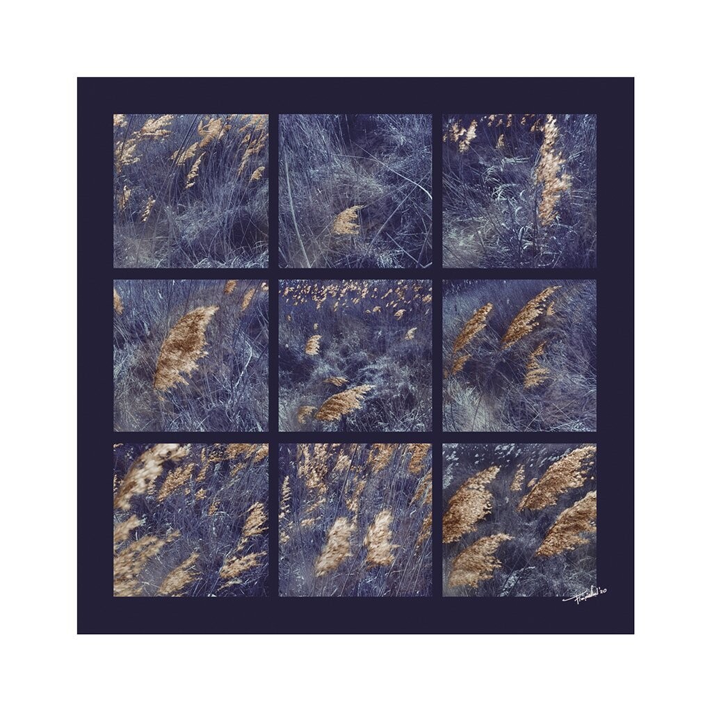 Flora Kunst: Will of the Wind - Fotografie - 100x100cm