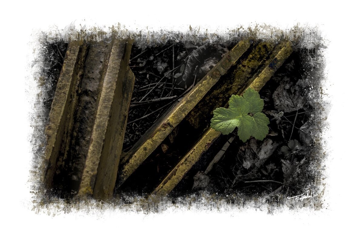 IMPROVISATION - mens versus natuur fotografie - 75x50cm