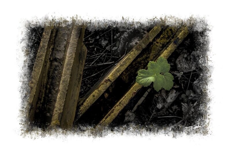 IMPROVISATION - mens versus natuur fotografie - 75x50cm