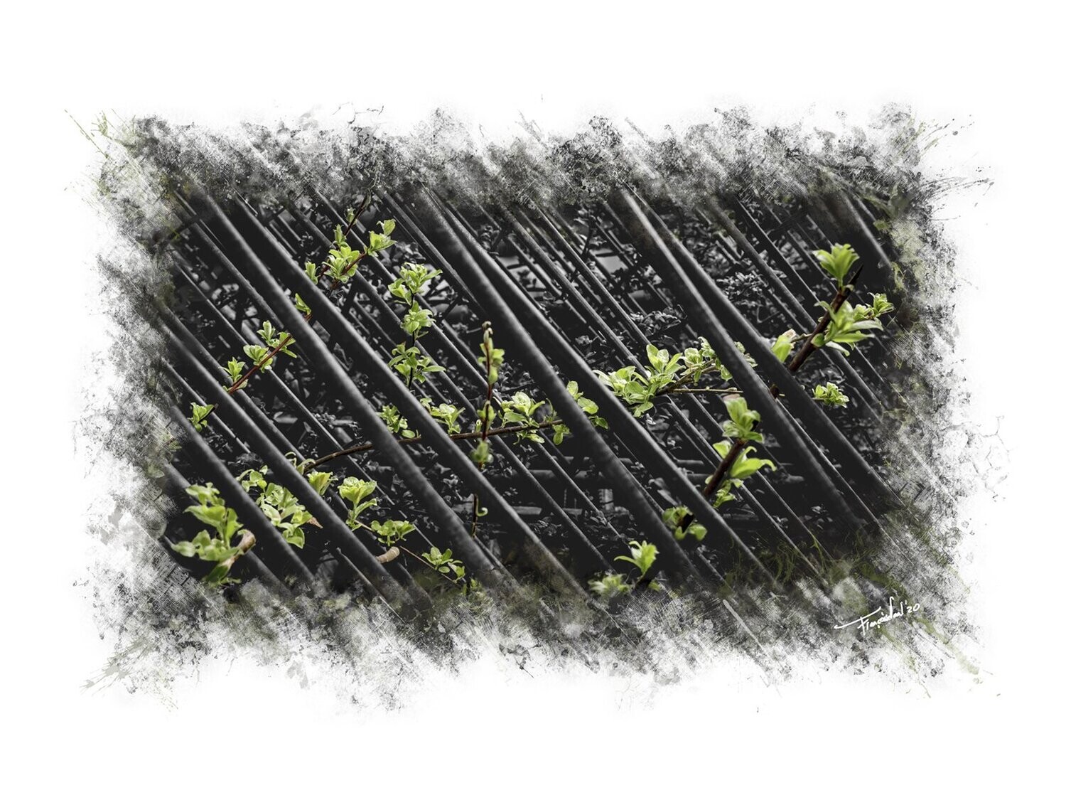 DISRUPTION - Fine art natuur kunst - 80x60cm