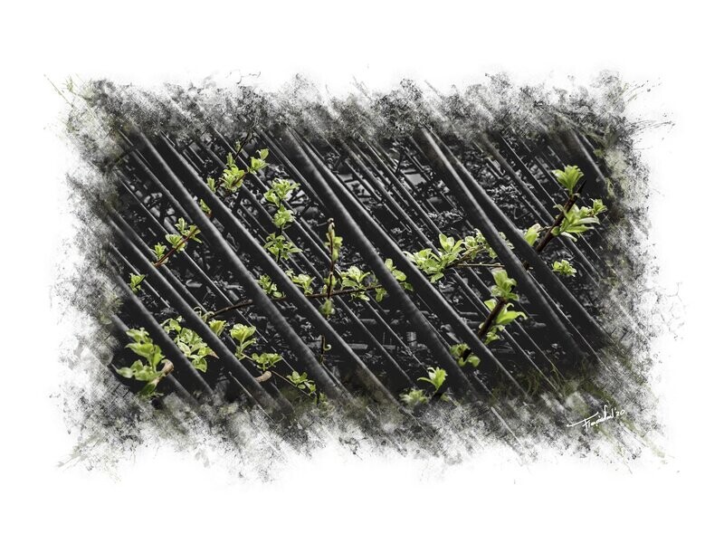 DISRUPTION - Fine art natuur kunst - 80x60cm