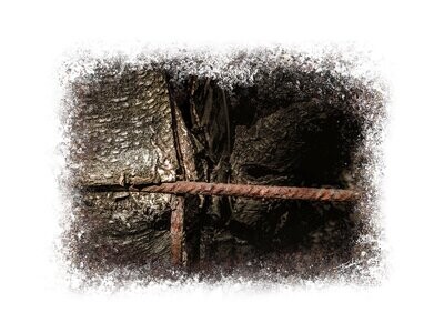 ASSIMILATION - fine art natuur close-up fotografie -60x45cm