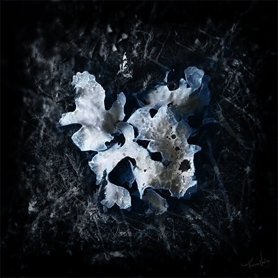 macro fotografie - Tree Jewelry - botanisch  - 40x40cm