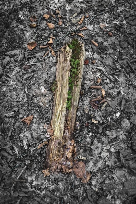 Forest Bones #4 - fine art bos fotografie - 70x105cm