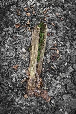 Forest Bones #4 - fine art bos fotografie - 70x105cm
