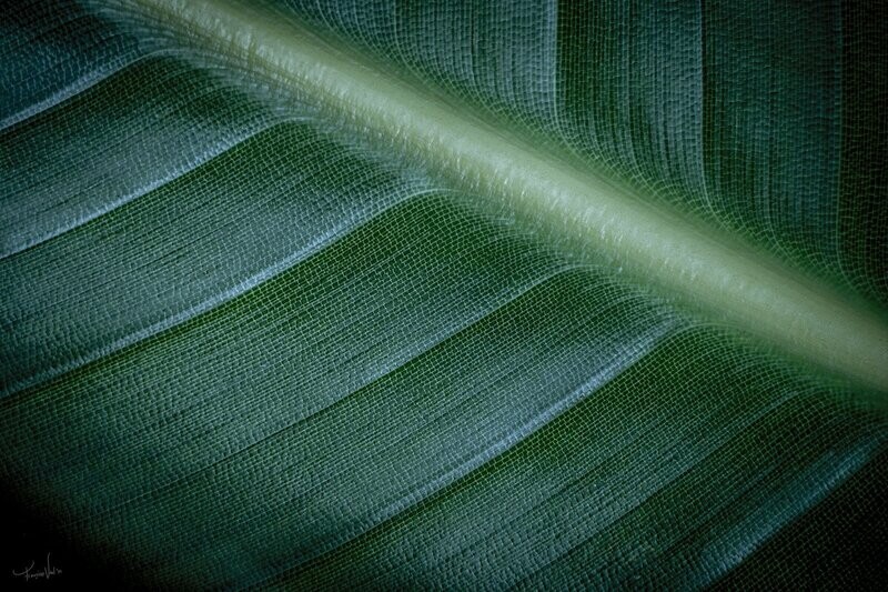 Macro - Leaf study #1 - Paradijsplant botanische macro fotografie - 40x60cm