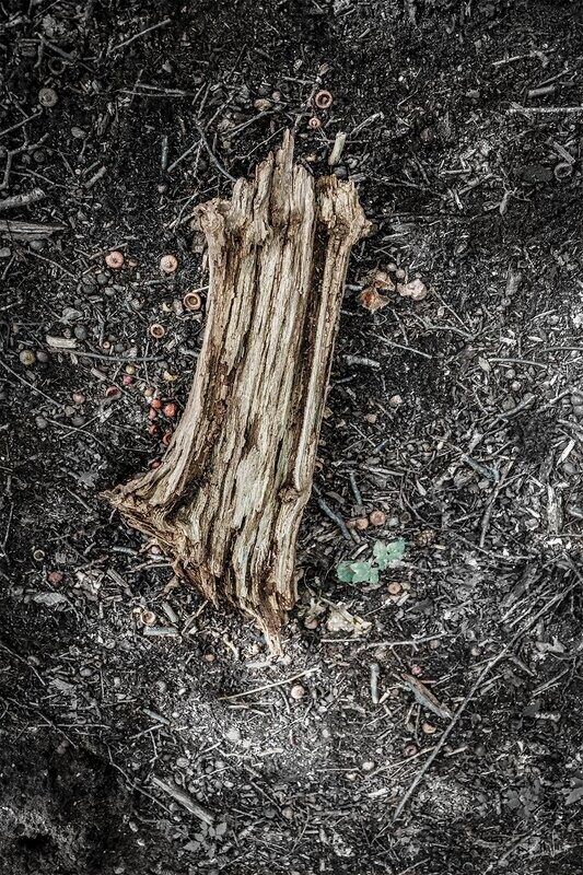 Forest Bones #1 - fine art  bos fotografie - 70x105cm