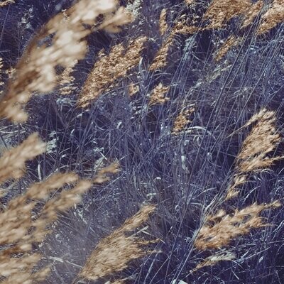 flora fotografie - Will of the Wind #7 - fine art  - 30x30cm