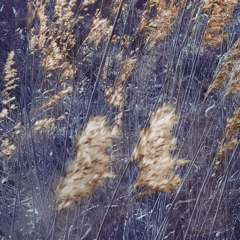 fine art flora - Will of the Wind # 8 -  fotografie - 30x30cm