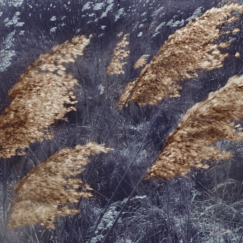 Art Flora - Will of the Wind #9 - fine art fotografie - 30x30cm