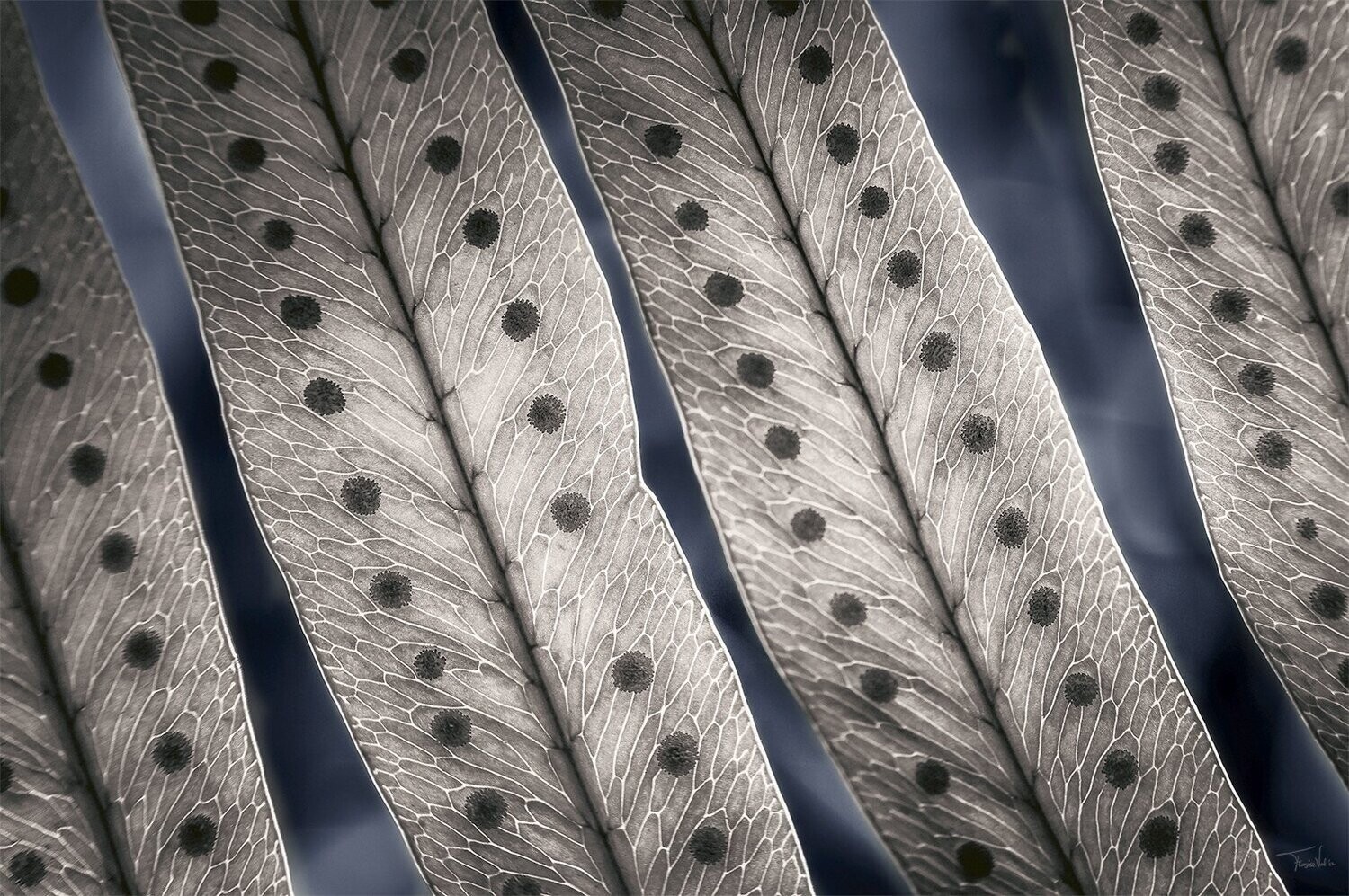 ALL CONNECTED - fine art botanische kunst - 60x40cm