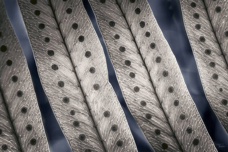 ALL CONNECTED - fine art botanische kunst - 105x70cm