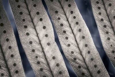 ALL CONNECTED - fine art botanische kunst - 105x70cm