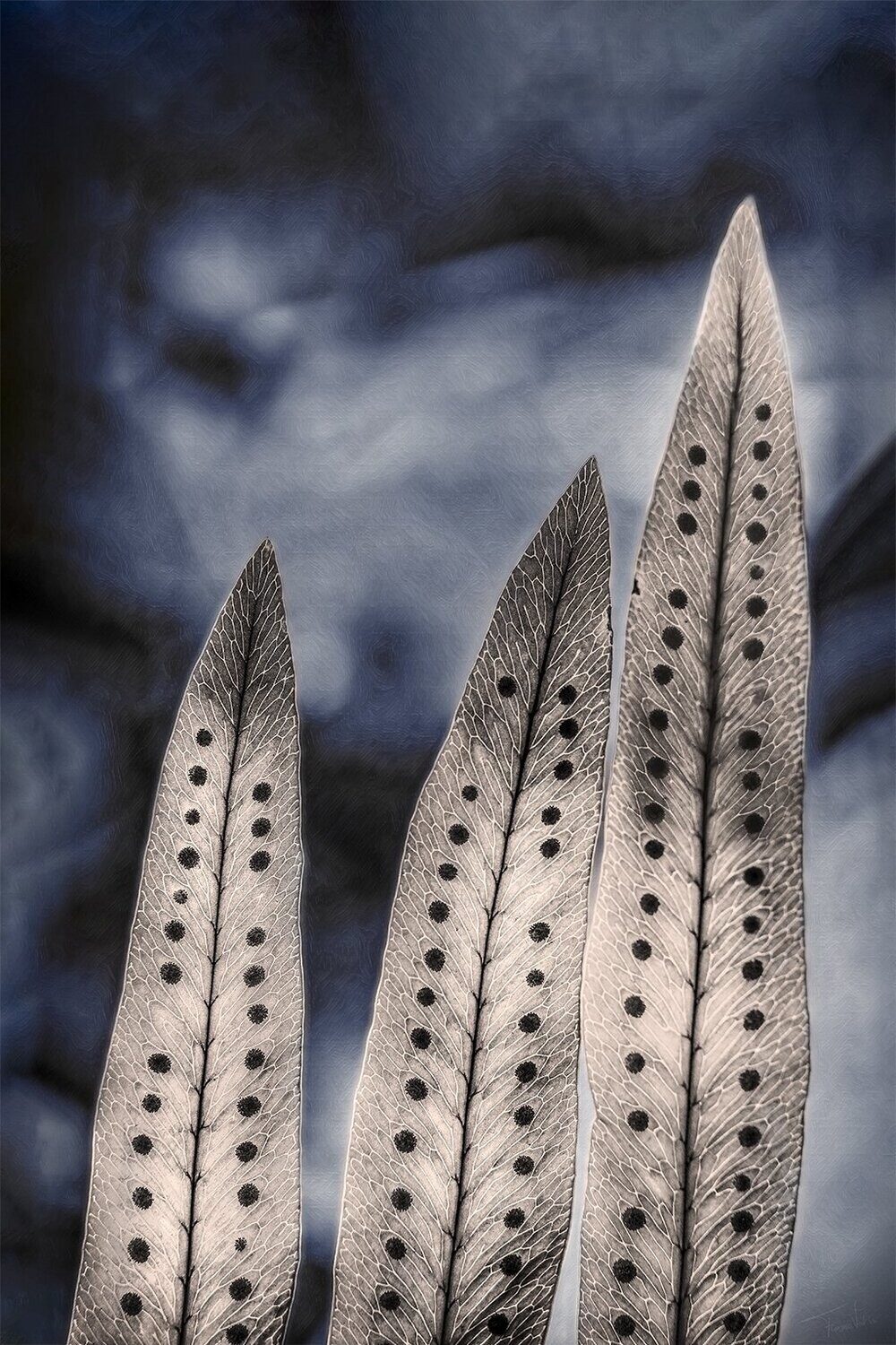 RELIANCE -  Varens  - fine art natuur closeup fotografie - 60x90cm