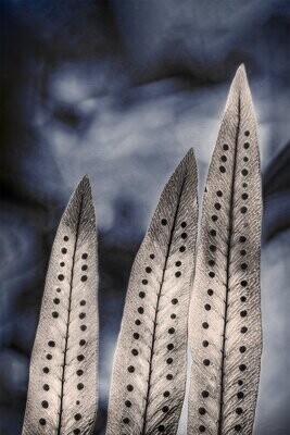 RELIANCE -  Varens  - fine art natuur closeup fotografie - 60x90cm