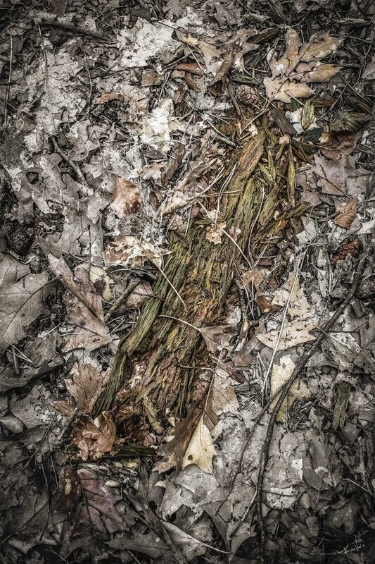 Forest Bones #6 - fine art bos fotografie - 70x105cm