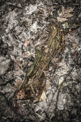 Forest Bones #6 - fine art bos fotografie - 70x105cm