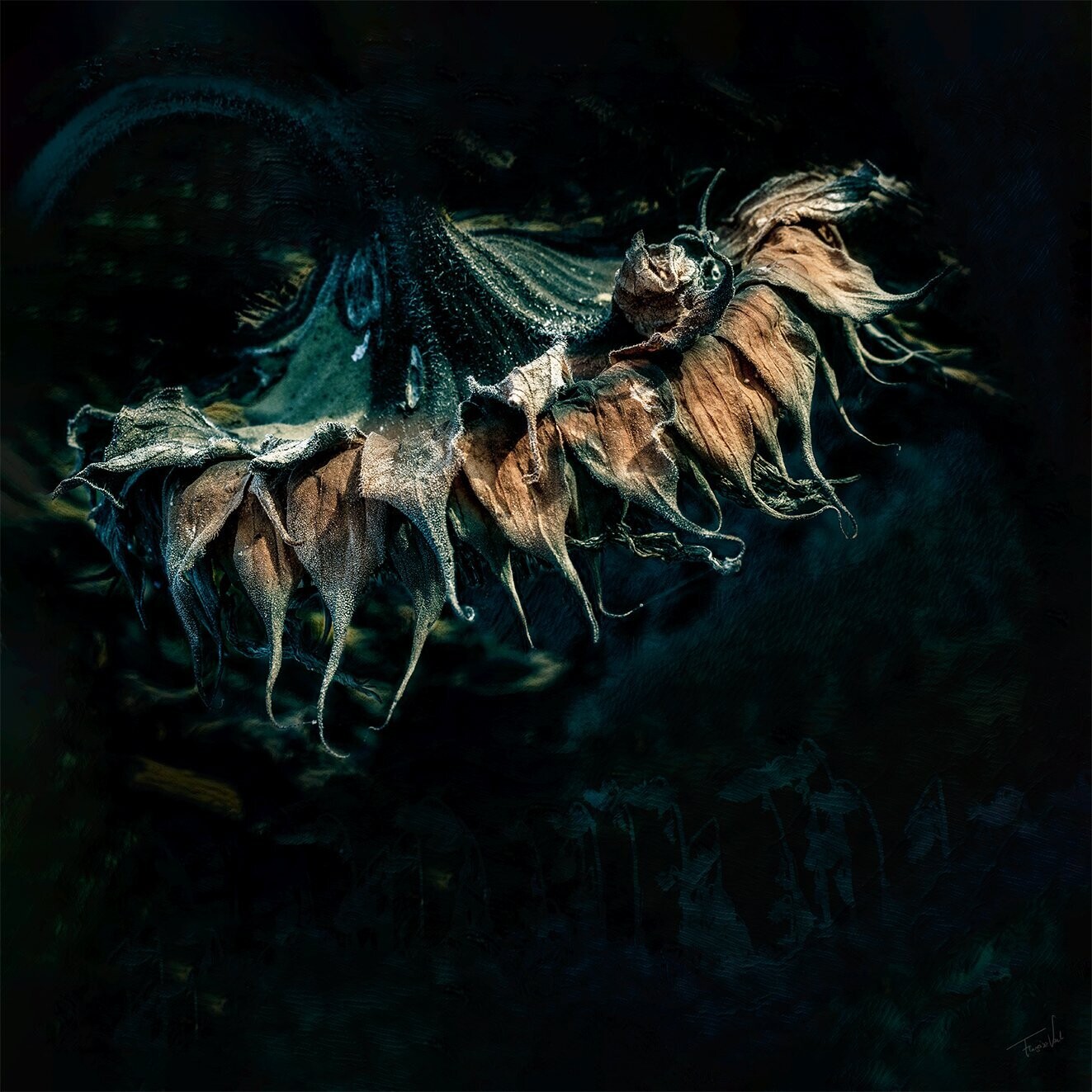 Fall of the Giant - fine art sunflower photography - 60x60cm