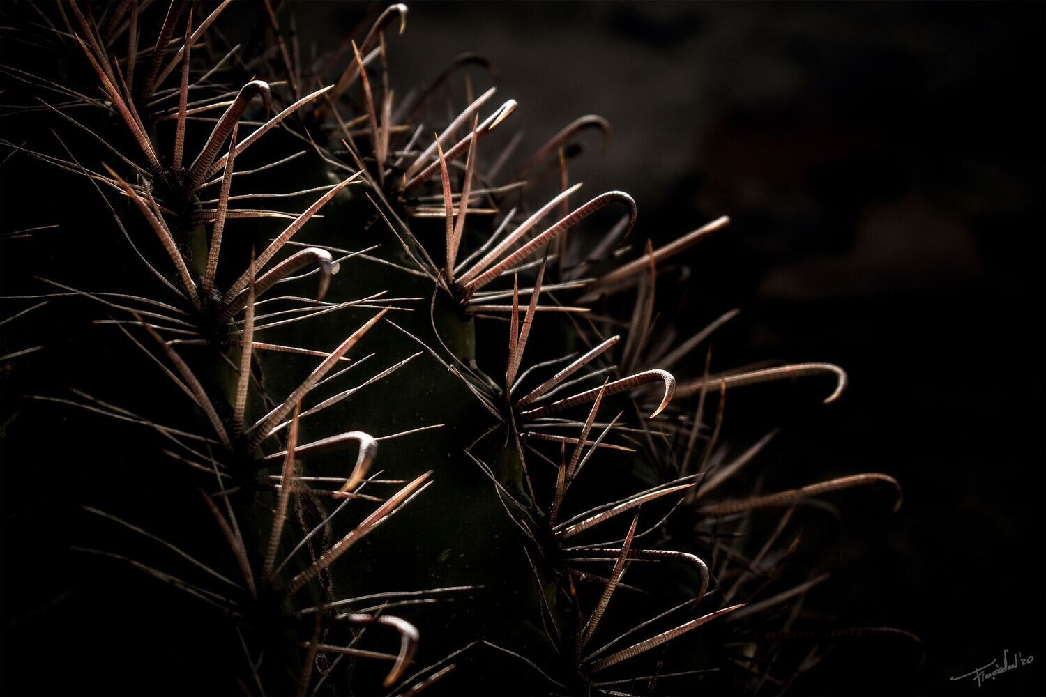 CARESS - Cactus - Fine art flora fotografie - 105x70cm
