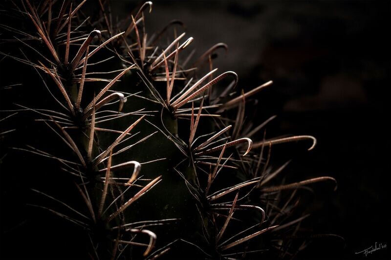 CARESS - Cactus - Fine art flora fotografie - 105x70cm