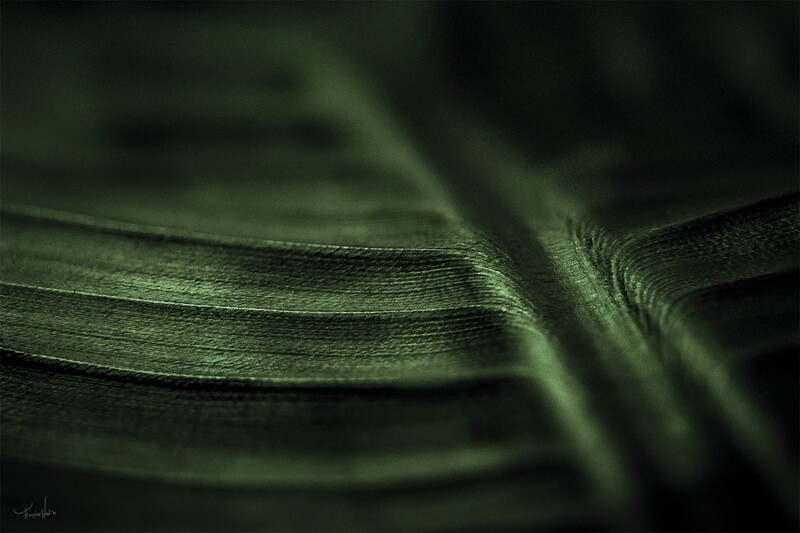 Leaf study #2 - Paradijsplant - Macro flora fotografie - 105x70cm