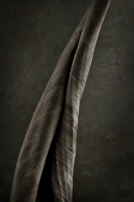 Tenacious - fine art botanische closeup fotografie - 60x90cm