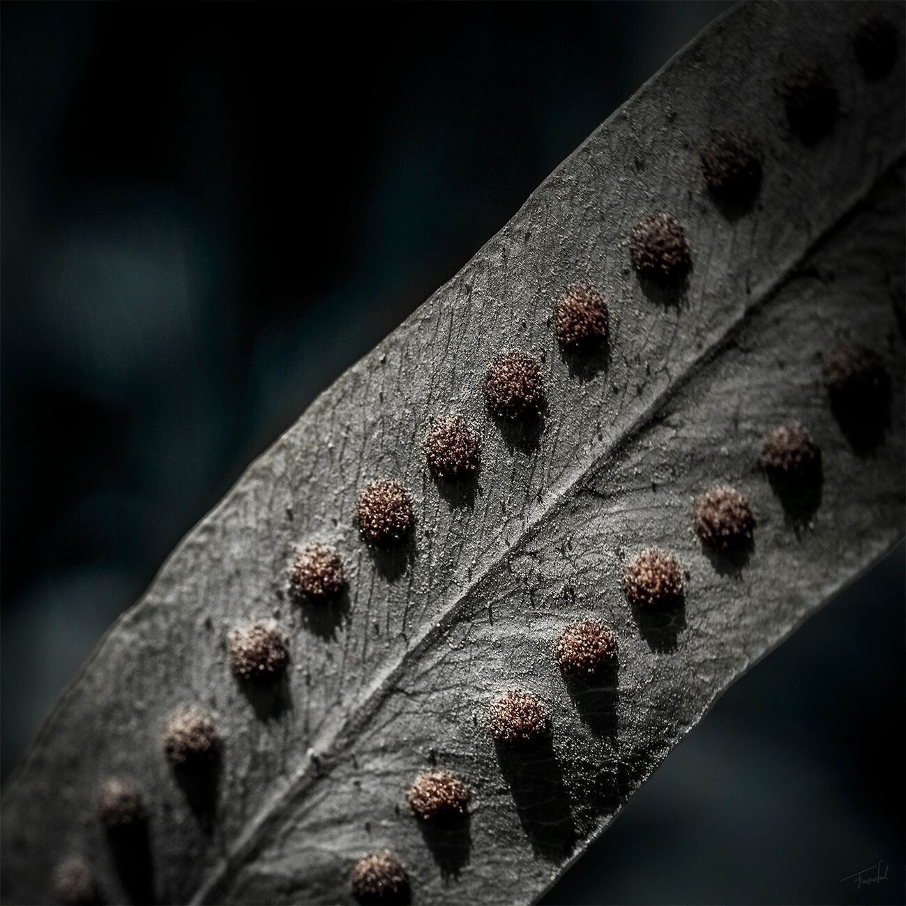 EAGER - Ferns - Fine art botanische macro fotografie - 60x60cm