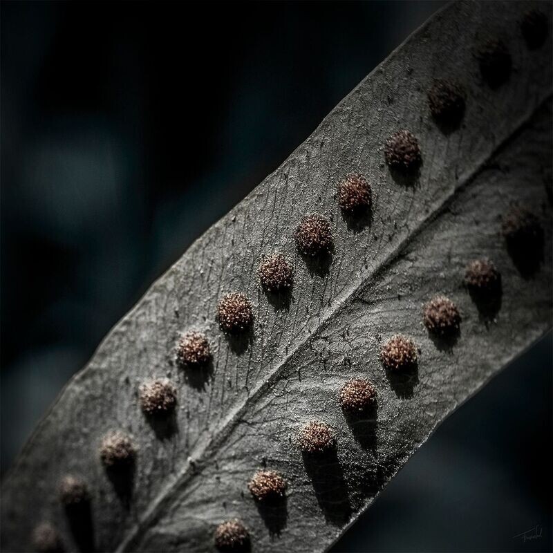 EAGER - Ferns - Fine art botanische macro fotografie - 50x50cm