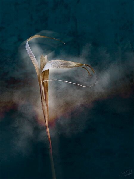 ZAMBRA - Dances-dancing reed fine art print - 60x80cm