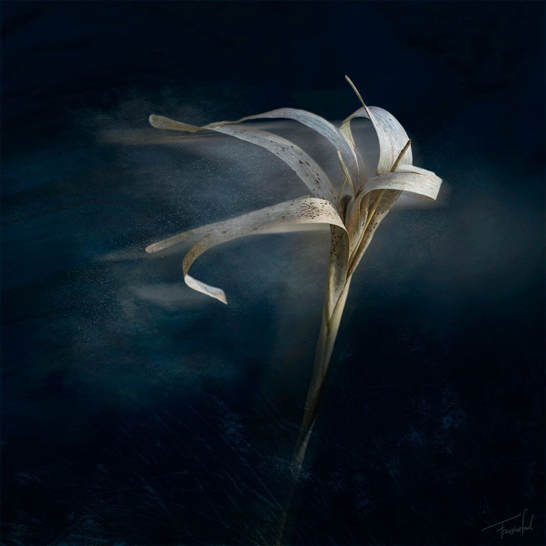photography art - CAPOEIRA  - print - 60x60cm