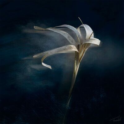 Botanical - CAPOEIRA - photography art print - 40x40cm