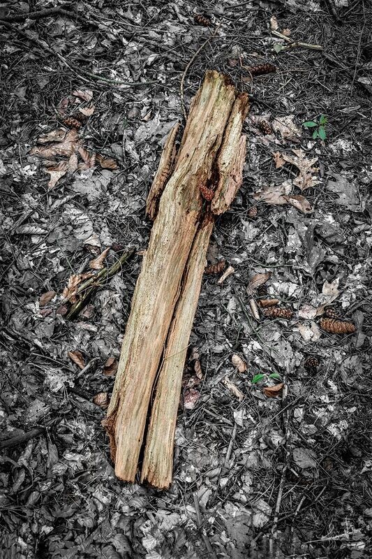 Forest Bones #5 - fine art bos fotografie - 60x90cm