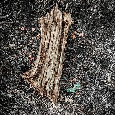 SERIES: FOREST BONES - fine art forest photography