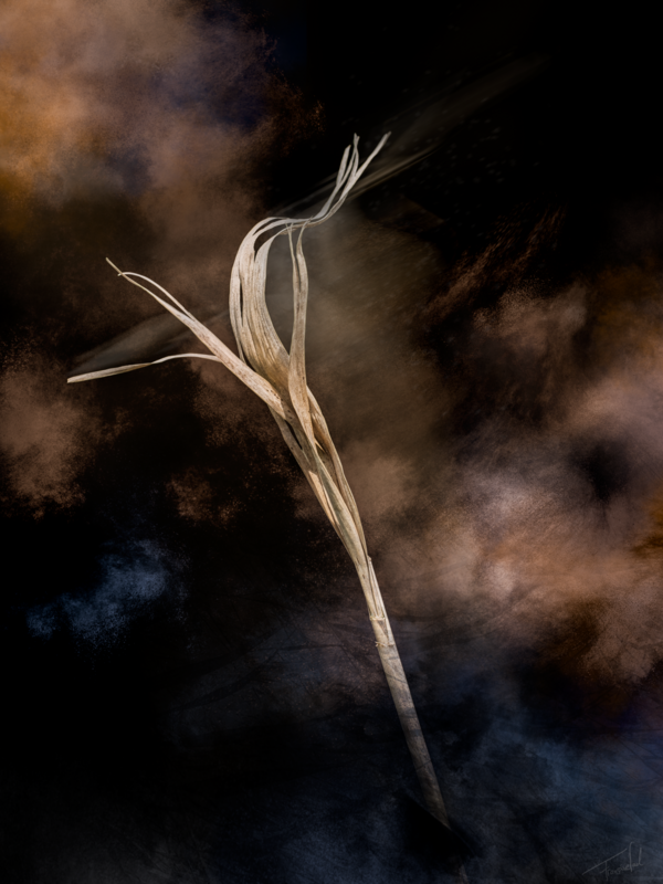 Riet fine art - JAZZ - Dances serie - photography print- 60x80cm