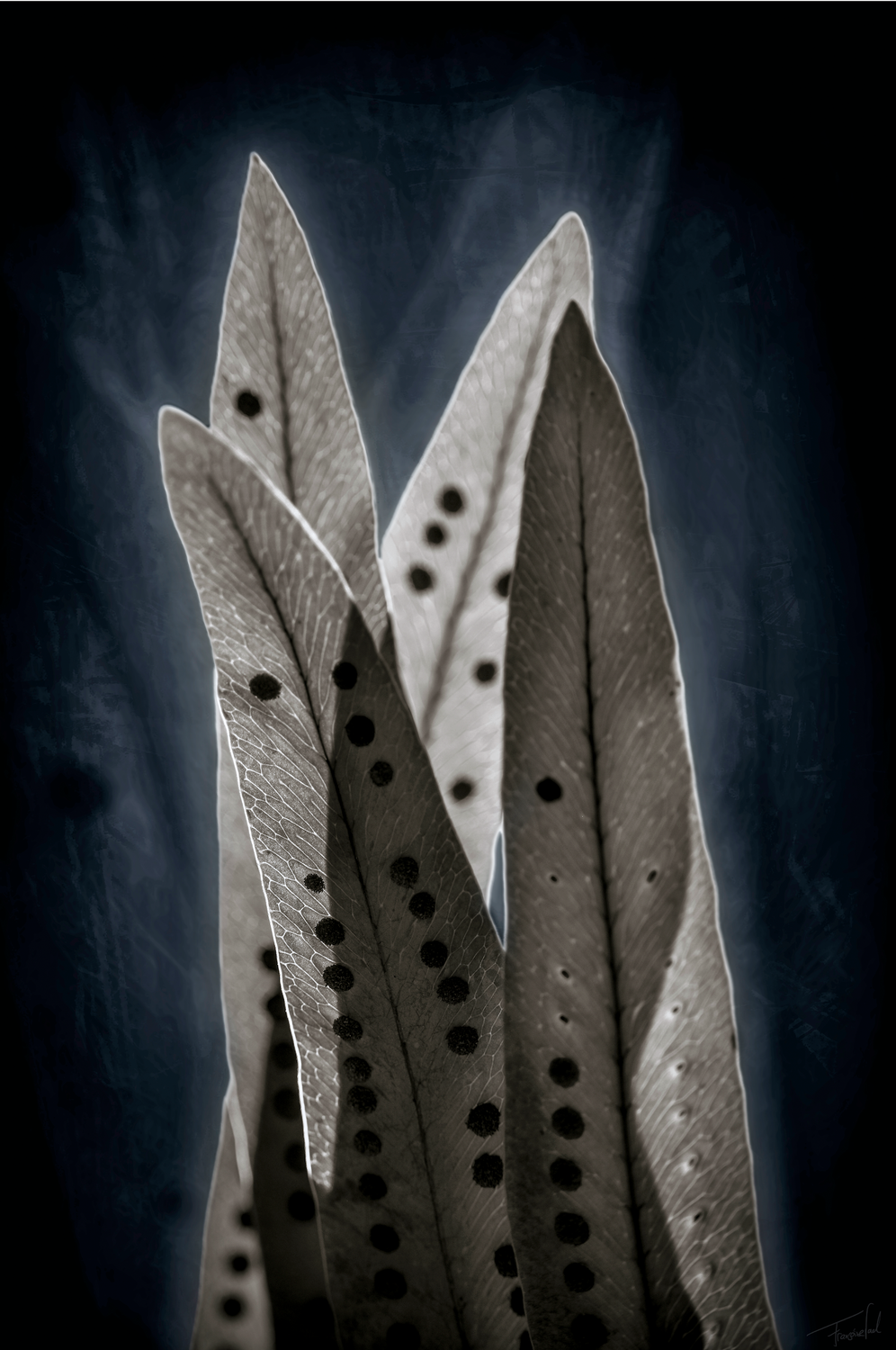 PARTY! - Varens- fine art plant photography - 60x90cm