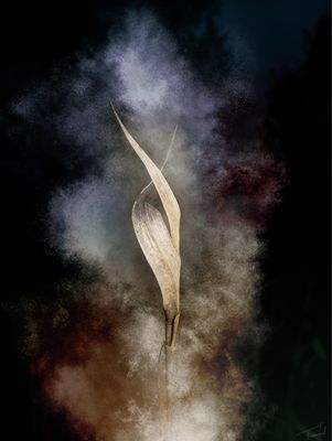 Fine Art Photography: ODISSI – Dances Print – 60x80cm Art photography of dancing reed by Françoise Vaal