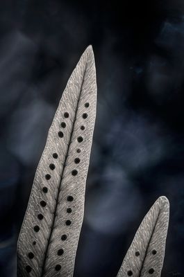 CONFIDENCE - Varens fine art botanische fotografie - 60x90cm