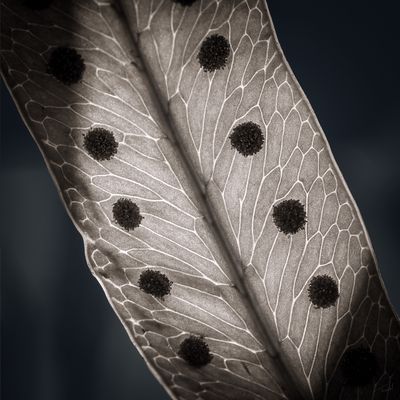 Botanical Close-Up – 'ORDER' – Ferns – Photography – 30x30cm