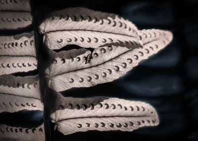 WILLING - Varens - Fine art plant photography -70x50cm