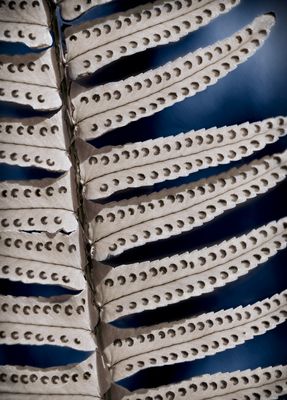 RESTLESS - Ferns serie - macro plant fotografie - 50x70cm