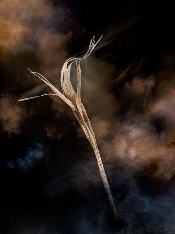 Fine Art Photography – JAZZ – Dances Series – Art Print – 30x40cm