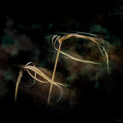 Fine Art – PAS DE DEUX – DANCES – Photography Art Print – 40x40cm