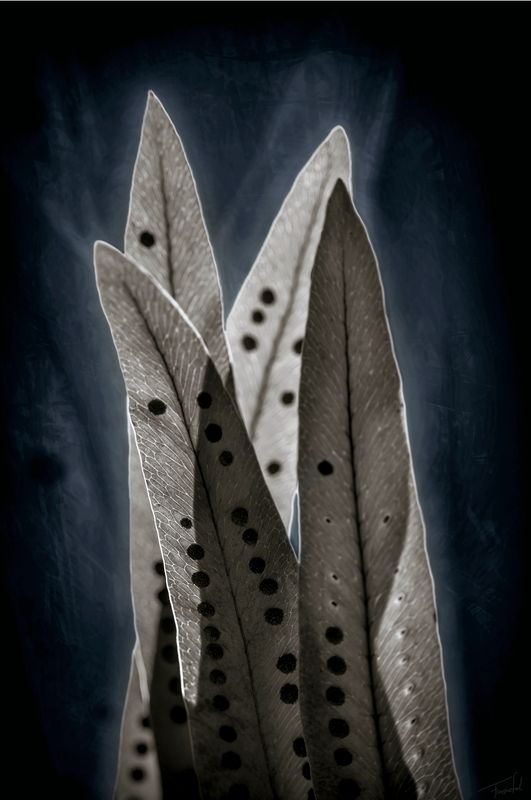 PARTY! - Varens fine art plant photography - 60x90cm