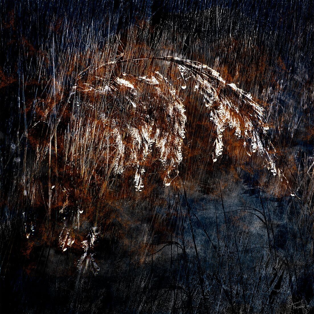 Fine art - DRIP - fine art botanical photo on dibond - 80x80cm Fine art - DRIP - fine art botanical photo on dibond - 80x80cm