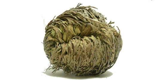 Selaginella lepidophylla, Rose of Jericho, Τhe plant of resurrection
