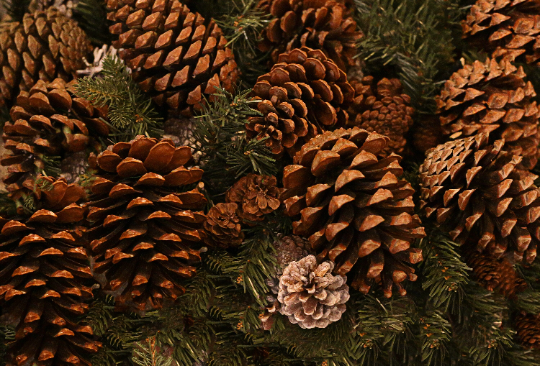 10 Giant pine cones, natural